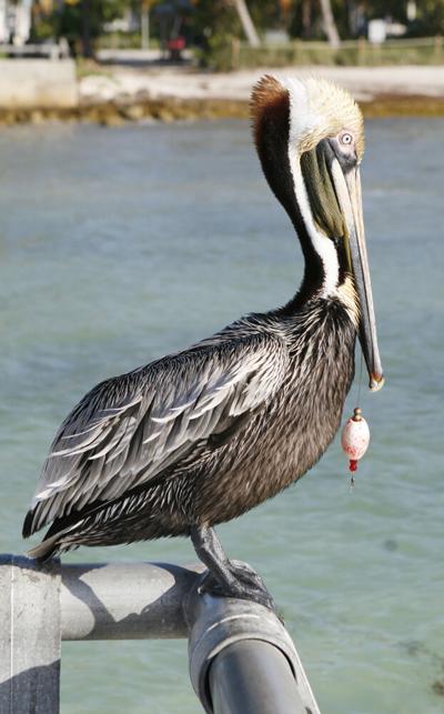 Monofilament warning