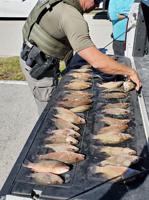 Man cited for undersized fish