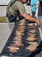 Man cited for undersized fish