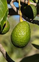 Avocado has long history helping humankind