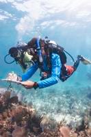 BleachWatch seeks volunteers