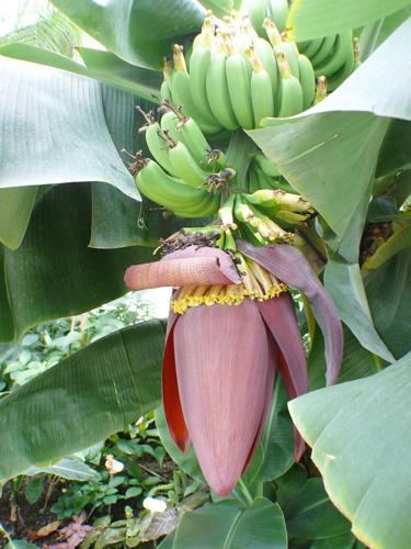 Banana flower