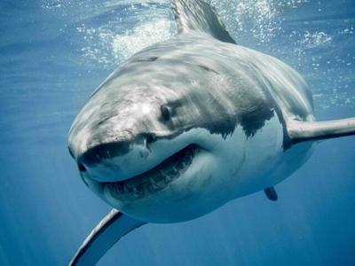 great-white-shark