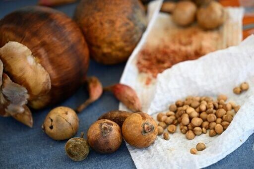 Native Colombian fruit include  cocorillas and lontar, pictured here