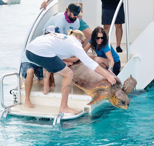 Turtle release