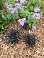 Be a waterwise gardener