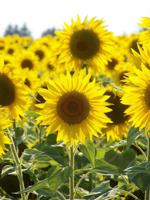 Chomp away on sunflower seeds