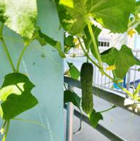 Circular waste cycle: Feeding future food