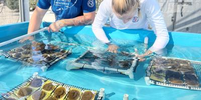 Corals born at aquarium return to Keys