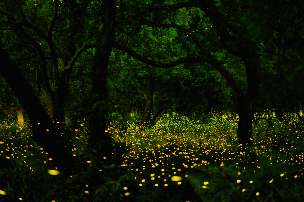 Dense forest at night illuminated by numerous yellow fireflies this summer, creating a glowing effect among the trees and undergrowth.